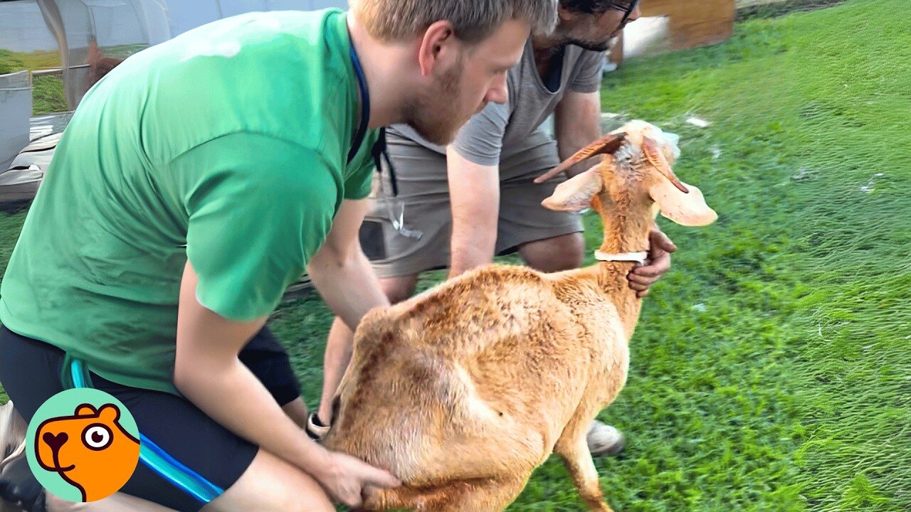 Neglected Mama Goat Could Barely Stand, New Her and Babies Thrive | Cuddle Buddies