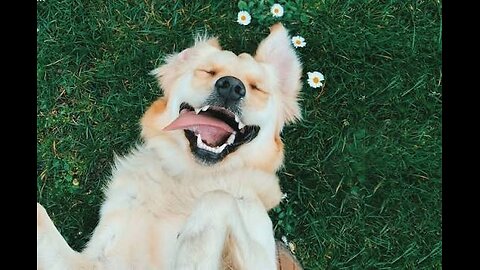A selection of funny moments with animal #9