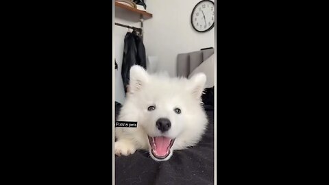 Cute puppy whining
