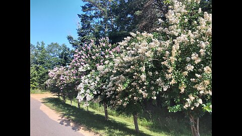 Crepe Myrtle Trees In Full Bloom 6/7/25