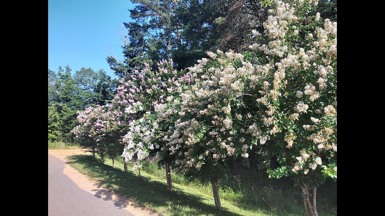 Crepe Myrtle Trees In Full Bloom 6/7/25