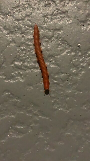 Undulating Millipede in Florida