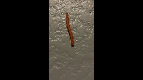 Undulating Millipede in Florida