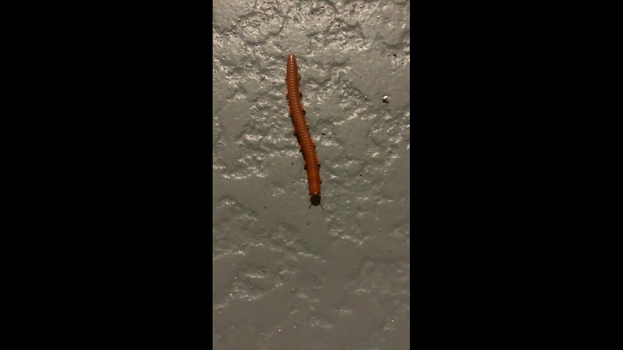 Undulating Millipede in Florida
