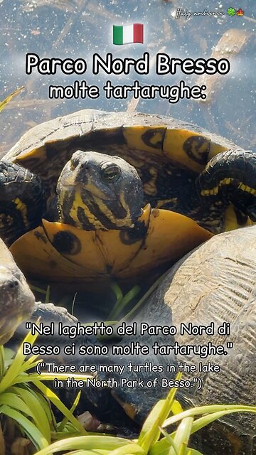 Many turtles: / molte tartarughe: North Park of Besso 🇮🇹