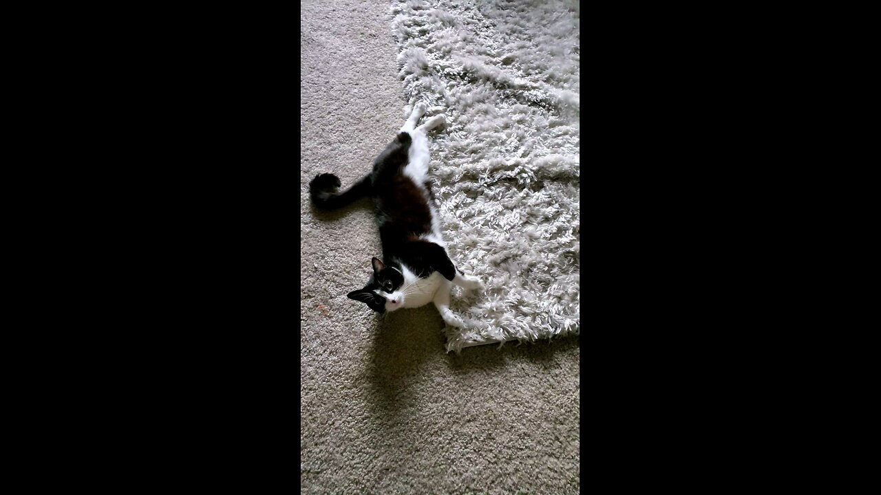 adorable cat