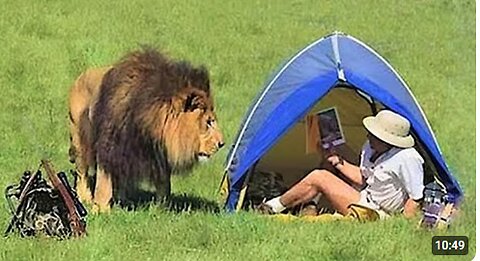 Unexpected Wild Animal Encounters With Photographers 🤪 Funny Animal Videos 2025
