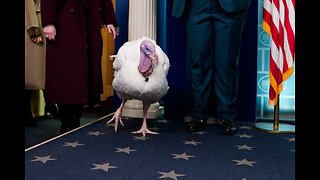 BASTE The TURKEY [F.I.G. 8] LIVE 5:40pm Chat With SpaceyCasey82