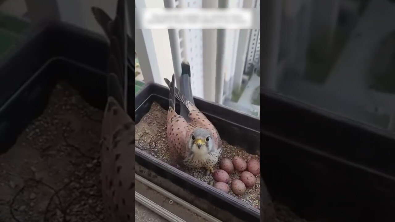 Falcon chose the man to help him raise the chicks