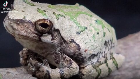 Gray Tree Frog
