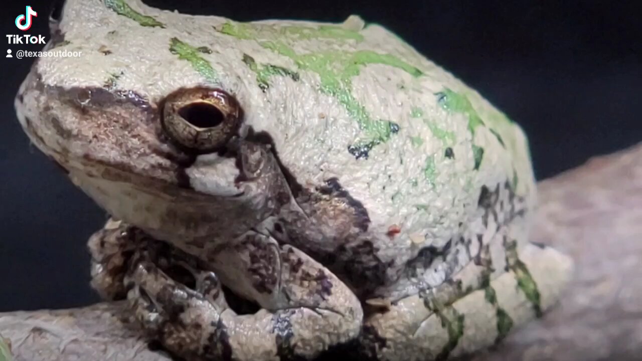 Gray Tree Frog