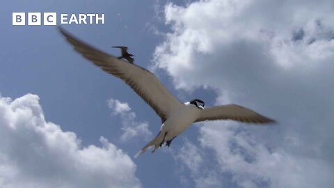 What Do These Birds and Coconuts Have In Common? | South Pacific | BBC Earth 