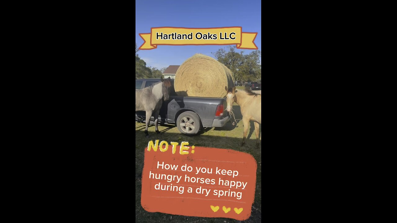 Feeding impatient hungry horses hay during a dry spring.