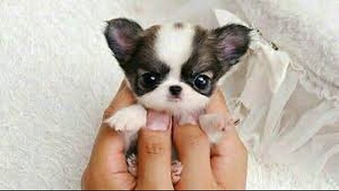 Cute is Not Enough - Funny Cats and Dogs Compilation