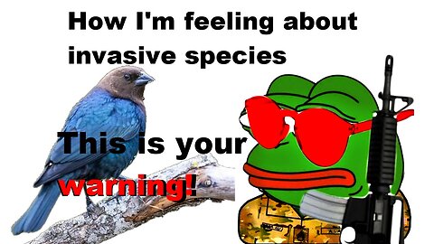 bird bashing