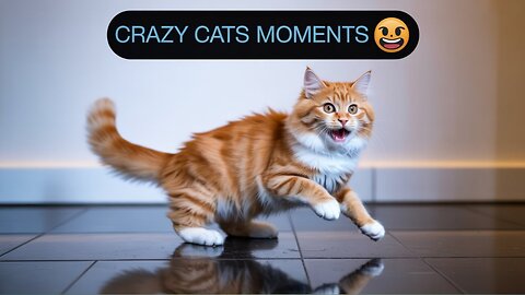 Crazy Cats Moments 😂 | Funniest Cat Compilation 2025 | Funny Cats Videos