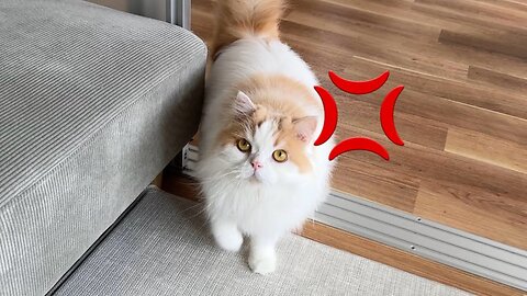 飼い主に裏切られて久しぶりに怒っちゃった猫がかわいすぎました！