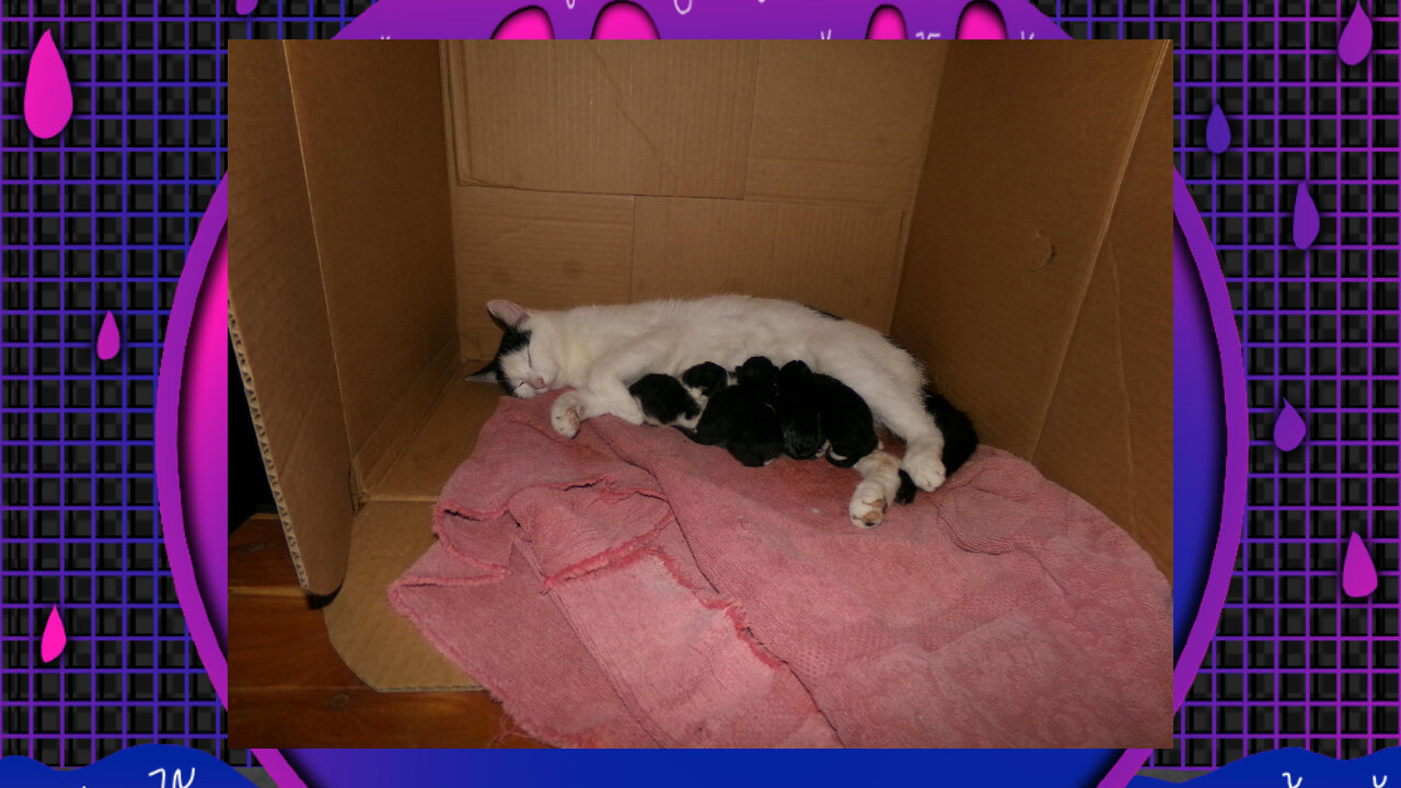 Gabby & Her Babies 🐈🐈🐈