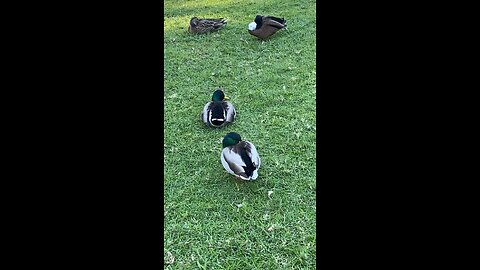 Mallard Ducks 🦆 #mallardducks #duck #ducks #followme #shorts #viral #trending