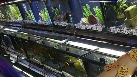 Breed of Fish I Picked for My New Aquarium & Water Plants ~ So Excited