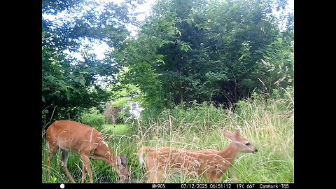 Deer Cam 07-12-2025 Doe And Fawn. Game Cam Trail Cam