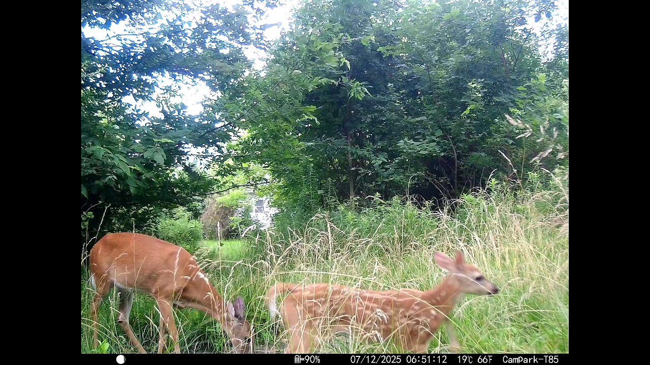 Deer Cam 07-12-2025 Doe And Fawn. Game Cam Trail Cam