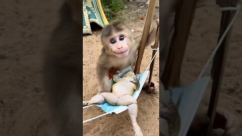 Tiny Monkey Becomes a Gentle Babysitter… for a Frog!