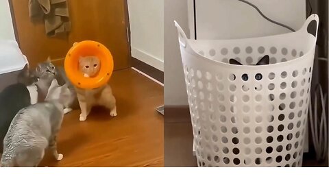 Best Cat Videos of the Decade