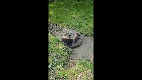 Spa day for dogs😜🤣