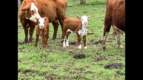 Why Steers Taste Better: The Secret to Tender Beef!