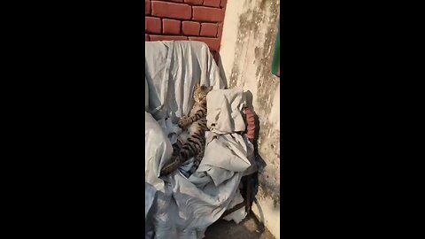 SWEET CATTY!