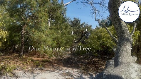 Ada Alien Queen • Earth Heart Beats • Take #00020 • One Minute in a Tree