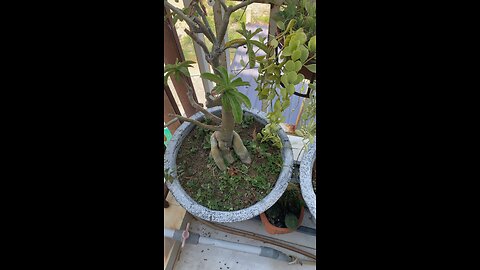care of bonsai garden, cactus at home #cactus