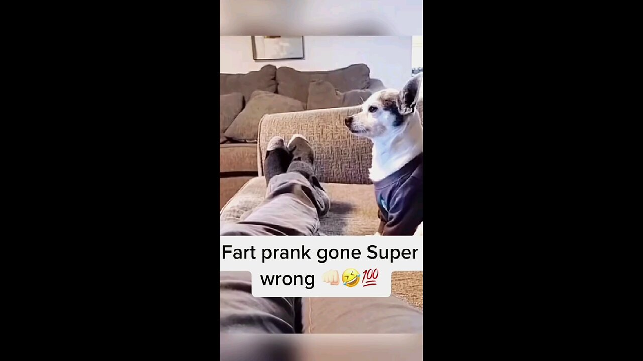 Try not to laugh when you watch 😂😂😂 #funny #dog #animals #funnyvideos #cat #haha #pet #funnypets