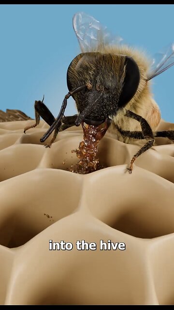 Bees fascinating Honey 🍯 Making