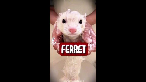 FERRETS