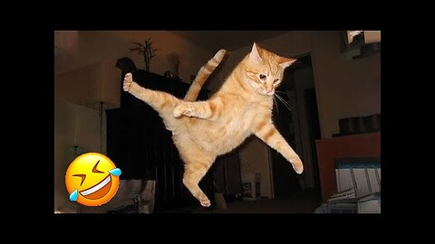 Funniest Pets 2025 😄 Very Funny Cats & Dogs Videos 😹🐶 | Part 8 – Hilarious Animal Compilation