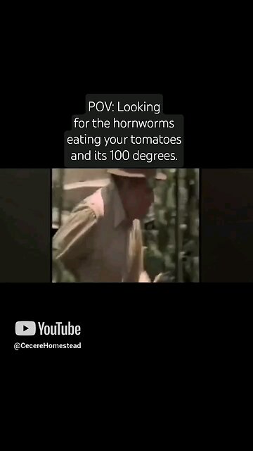 Hunting Hornworms in the Heat