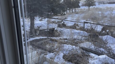 Deer sleeping by house