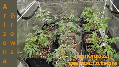 Criminal Defoliation