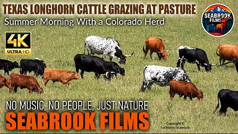Texas Longhorn Cattle Grazing at Pasture: Summer Morning With a Colorado Herd