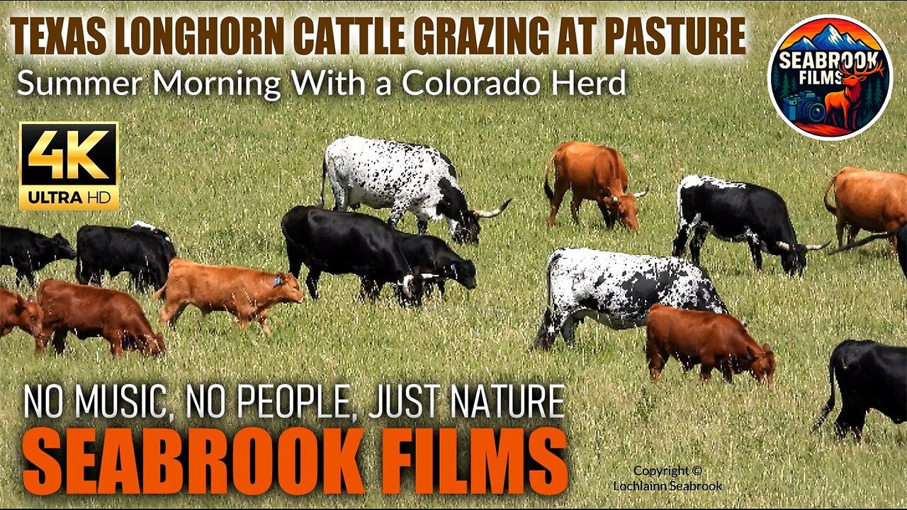 Texas Longhorn Cattle Grazing at Pasture: Summer Morning With a Colorado Herd