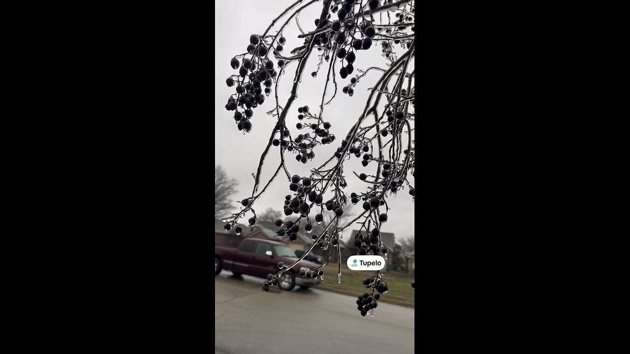 Icy Trees In Tupelo 🧊🪾🥶