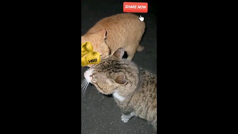 cat duel