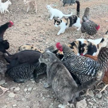Dogs didn't want their food, so the Cats get it