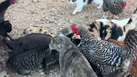 Dogs didn't want their food, so the Cats get it