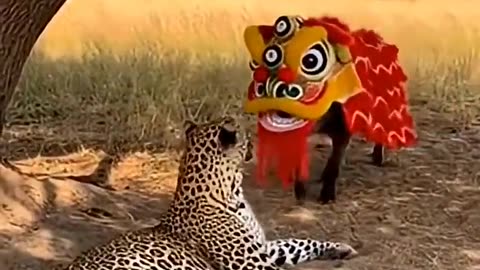 The Boar In The Lion Mask And The Very Startled Leopard