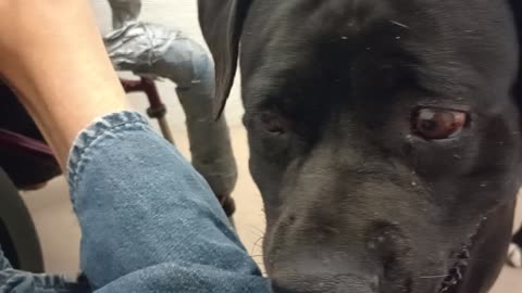 Nelly 5y A869565 @TRN she never barked at me, from harrys haven kennel 207 PACC shelter20250810874