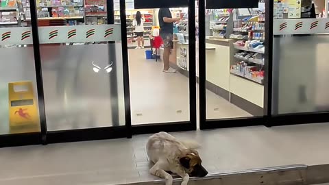 ANIMALS in 7-Eleven #aivideo