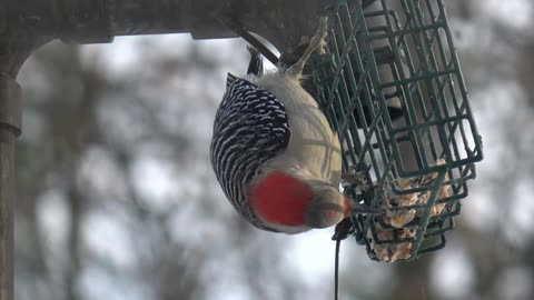 Red-bellied woodpecker